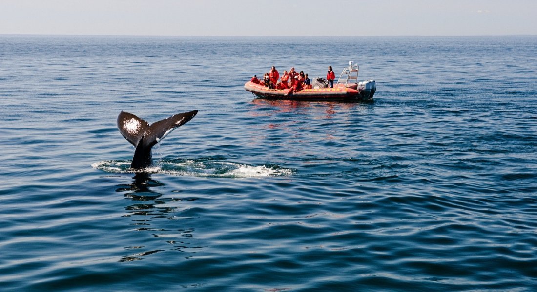 Où voir les baleines sur la Côte-Nord Queue de baleine dans le Saint-Laurent au Québec