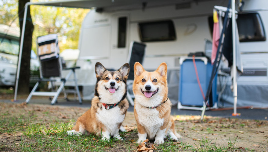 Le camping-car, un allié pour voyager avec son chien Deux chiens devant un camping-car sur un emplacement de camping au Canada
