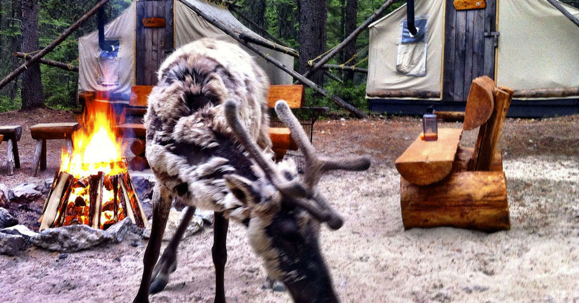 Quebec wild zoo