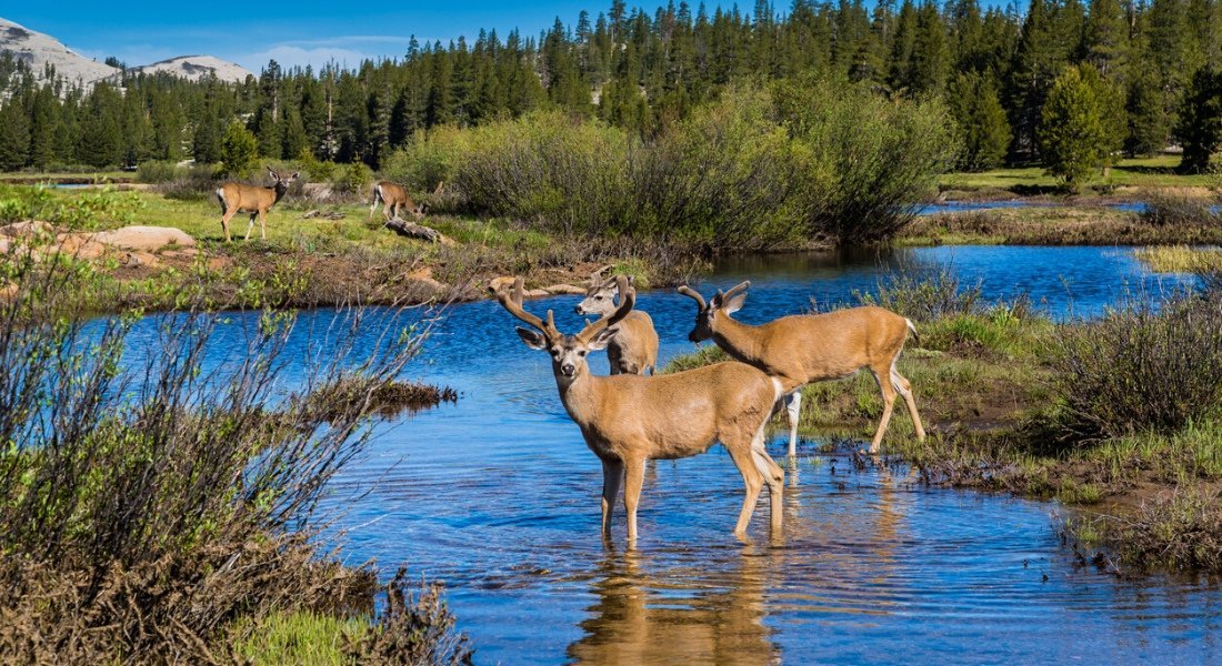 Faune sauvage dans le parc de Jasper