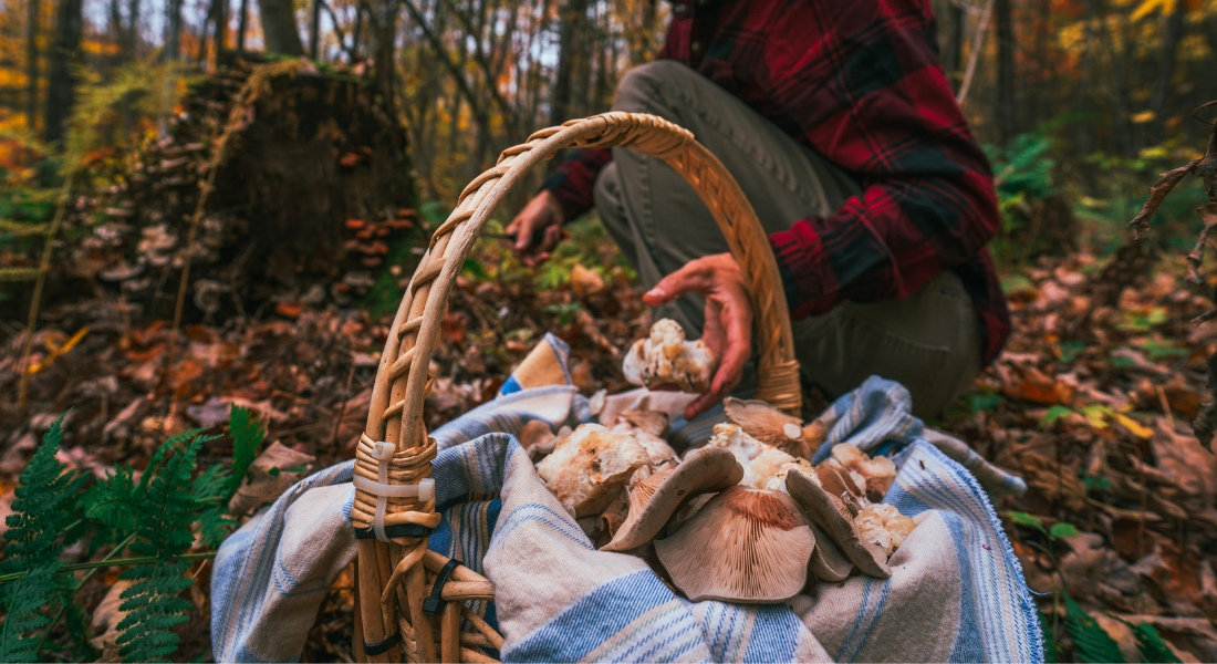 Cueillette de champignon en Mauricie