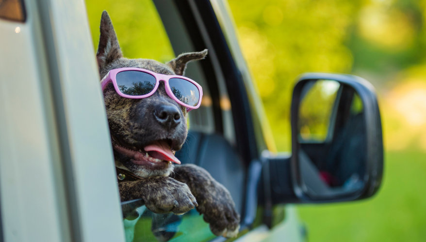 Les formalités avant le départ Chien avec lunettes de soleil en voiture