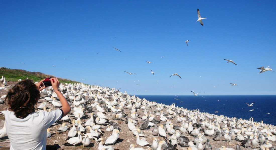 Observation des fous de Bassan à l'île Bonaventure