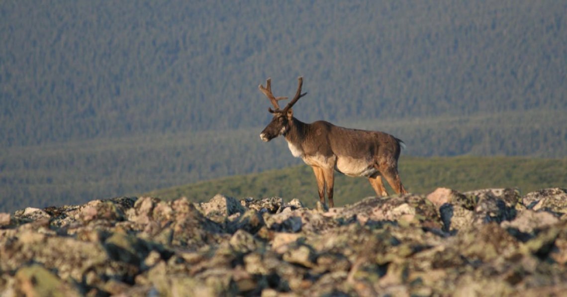 Observation de la faune dans le parc de la Gaspésie Caribou dans le parc de la Gaspésie