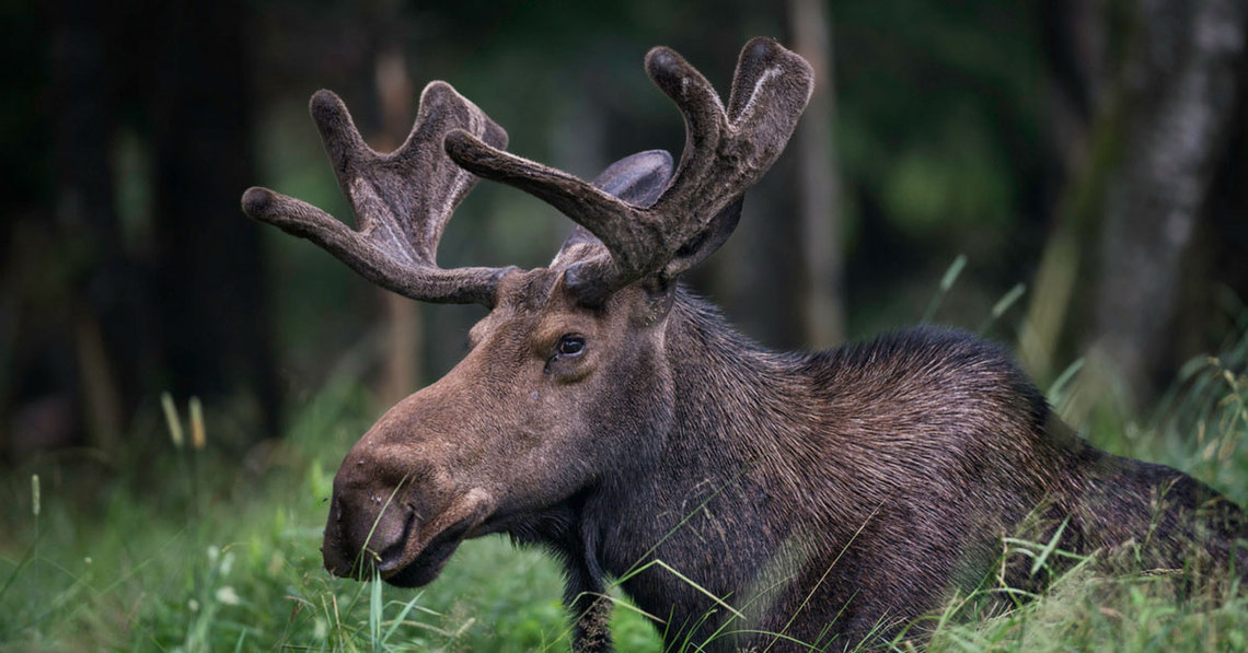 wildlife gaspesie national park