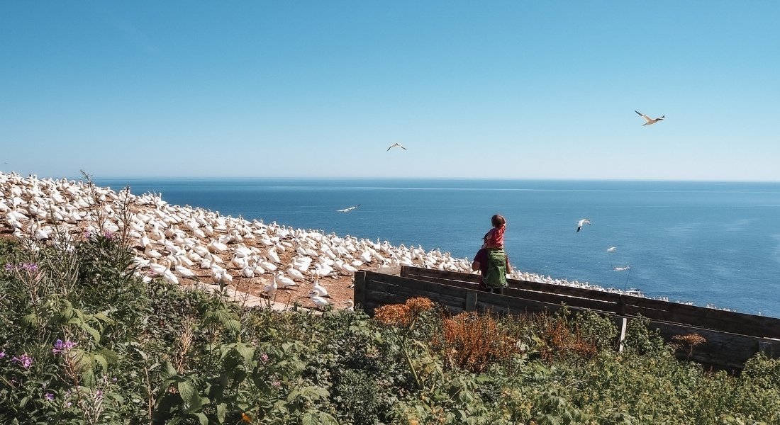 Touriste avec son enfant sur les épaules observant les oiseaux depuis un belvédère