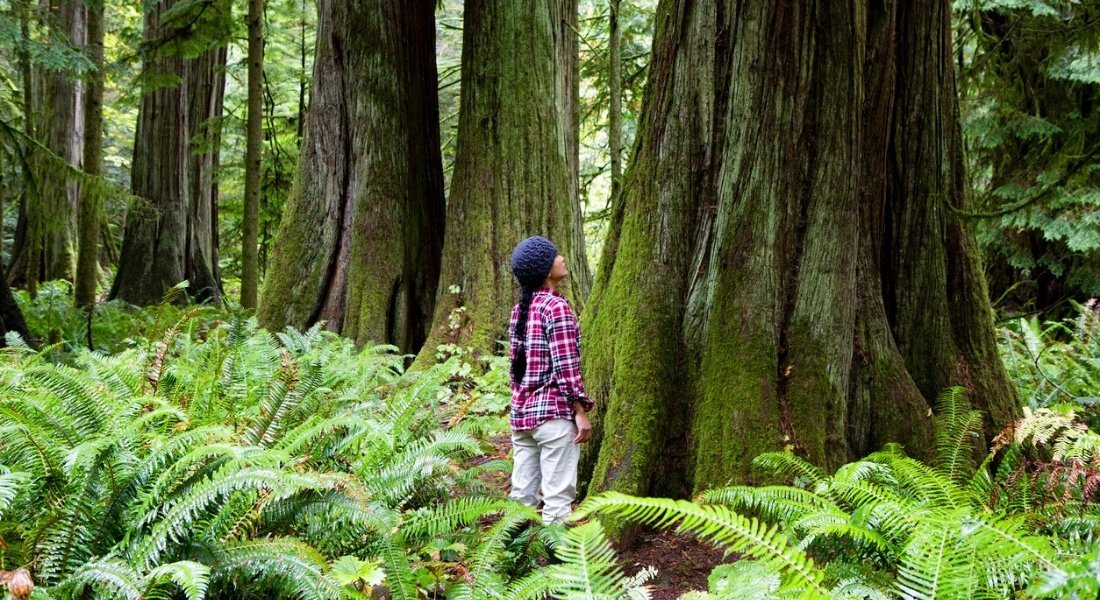 arbres île de vancouver