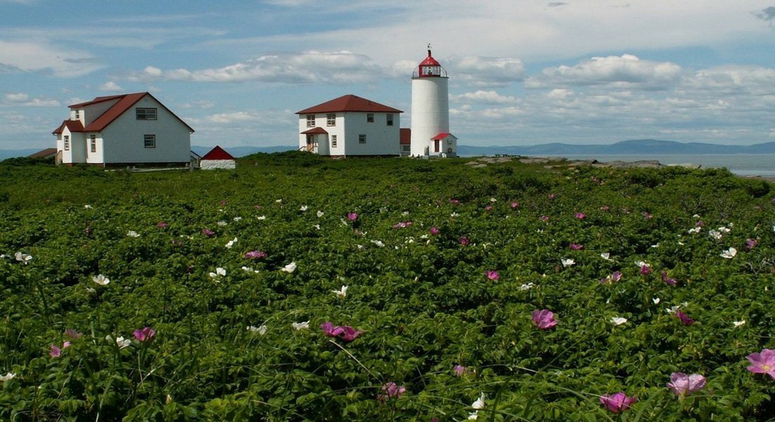 voir des baleines à l'île Verte