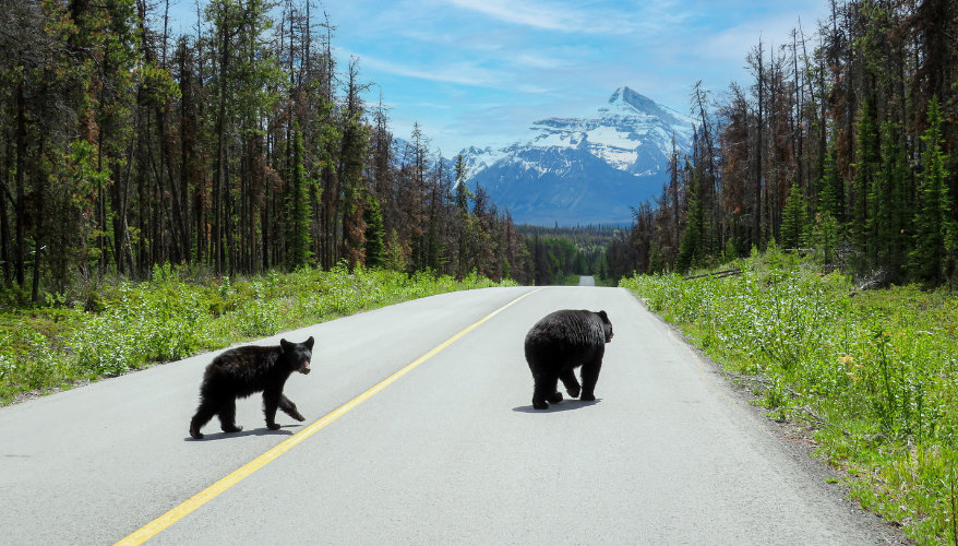 Bear crossing the road in Jasper National Park