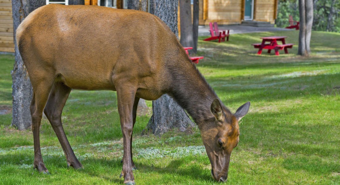 guide voyage rocheuses jasper