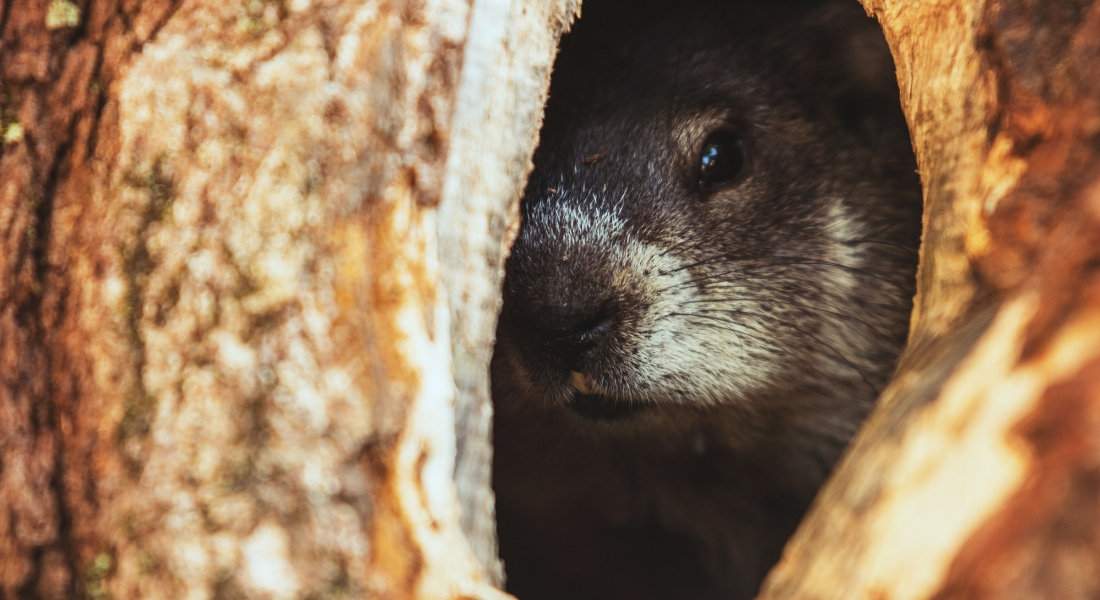 Surprising Canadian culture Groundhog in its burrow