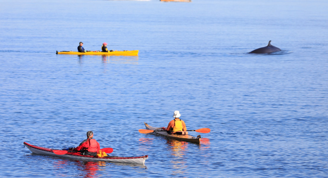 Whale watching by kayak in Tadoussac group of people kayaking on the St. Lawrence near a whale