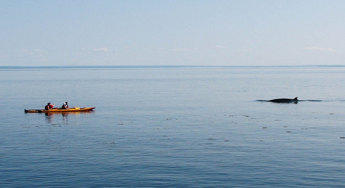 kayak avec des baleines