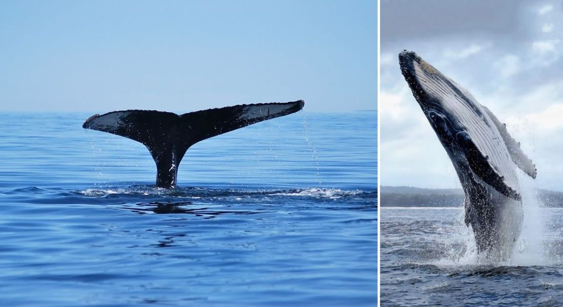Queue de baleine et saut de baleine à Tadoussac au Québec