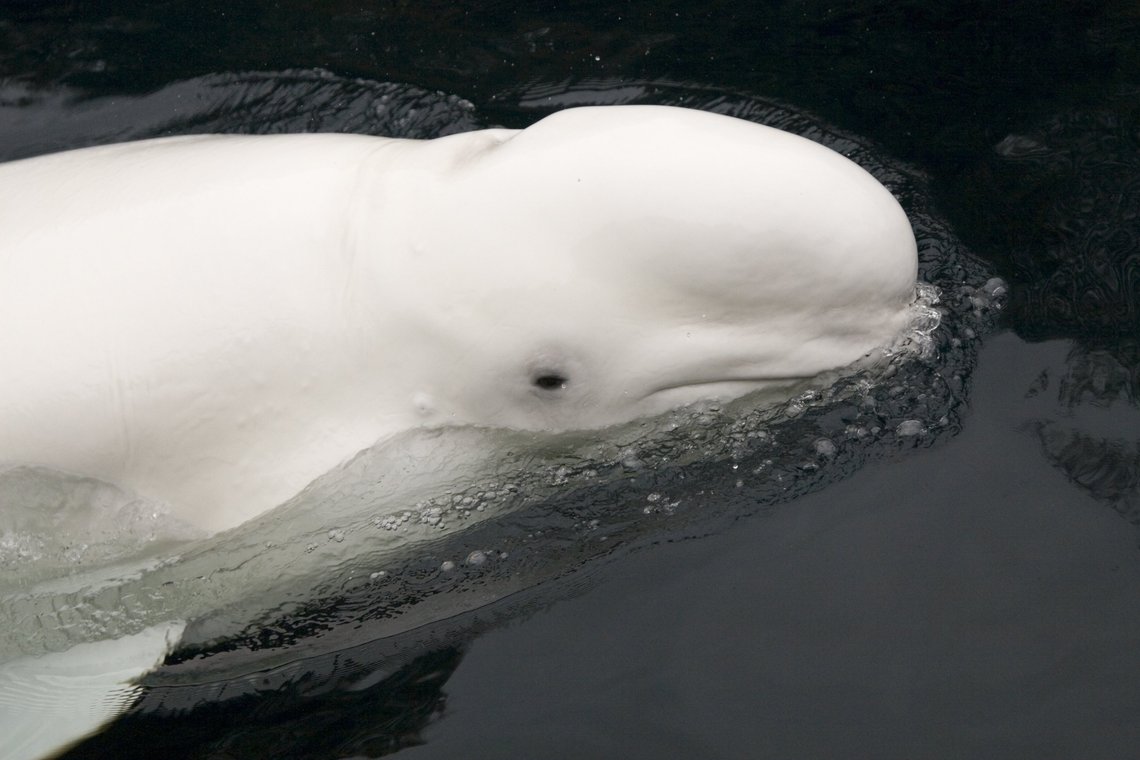 observation baleines quebec
