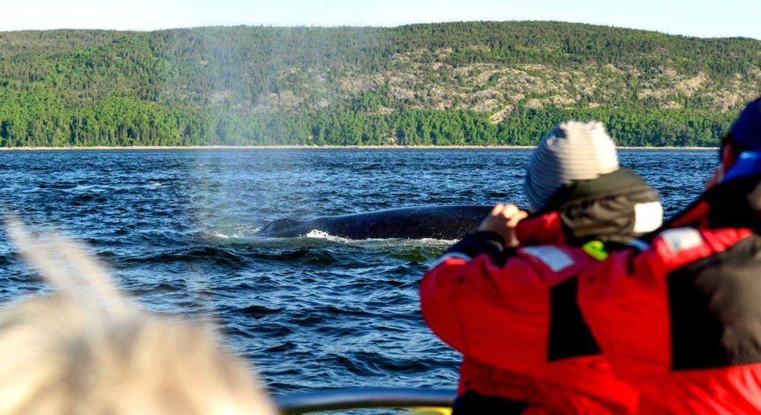 croisière aux baleines