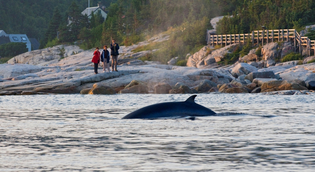 Observation d'une baleine à Tadoussac depuis la rive