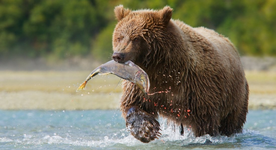 Observation des Grizzlys à Fish Creek dans le secteur de Stewart en Colombie-Britannique
