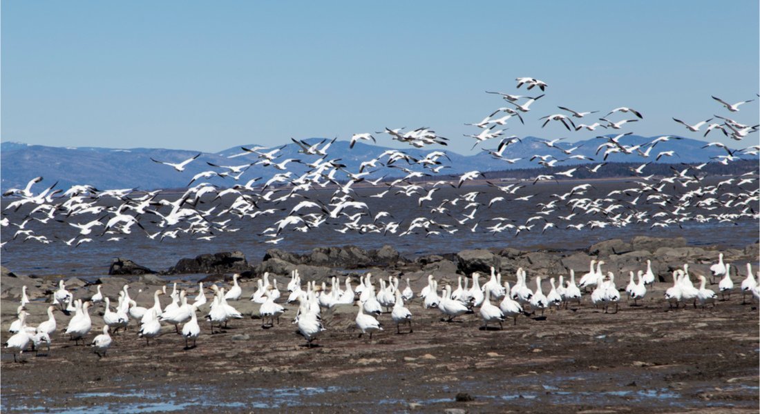 Observation des oies blanches au Québec