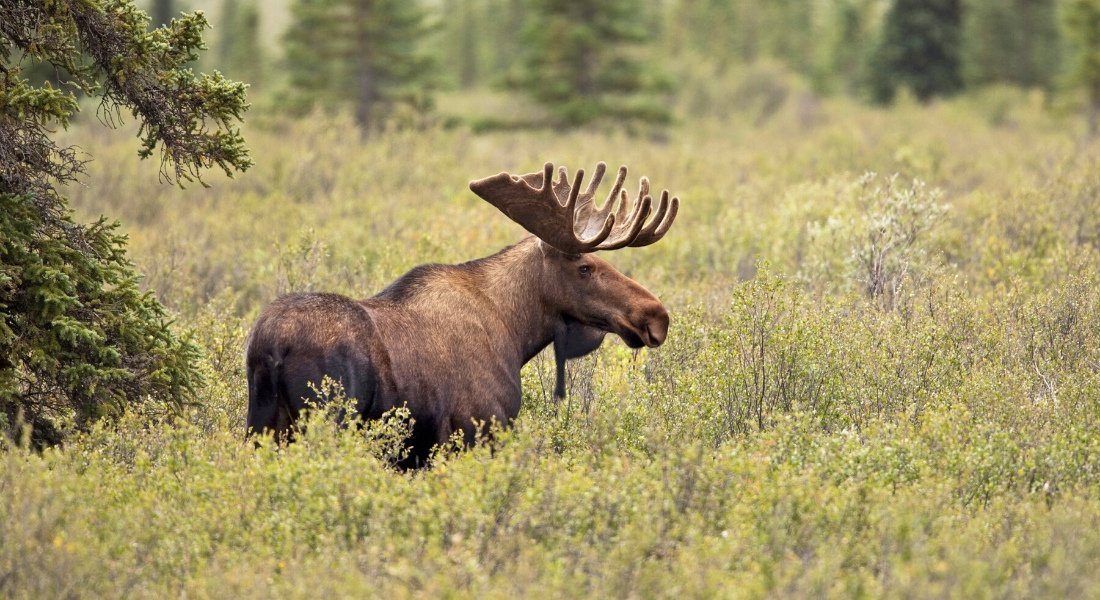 Animaux sauvage Québec