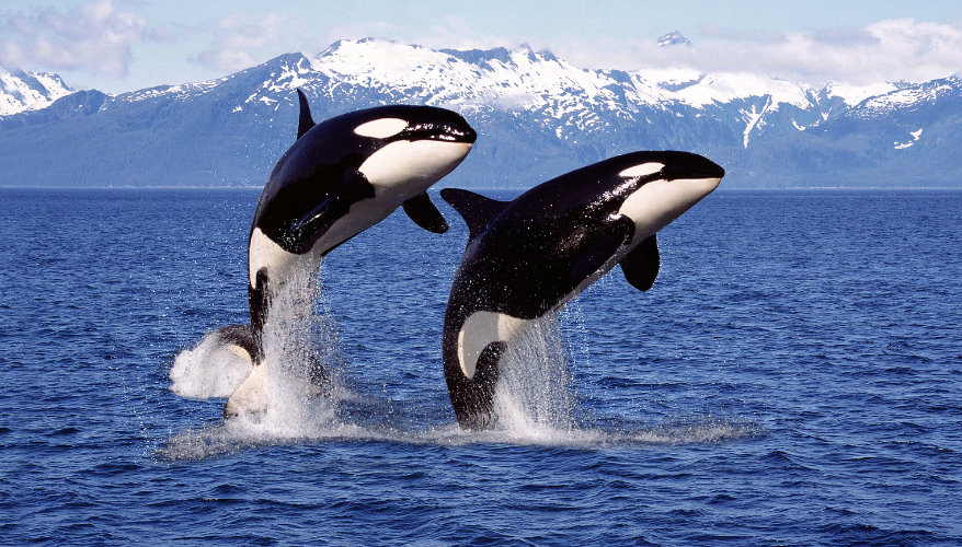 Orcas jumping out of the water near Vancouver Island