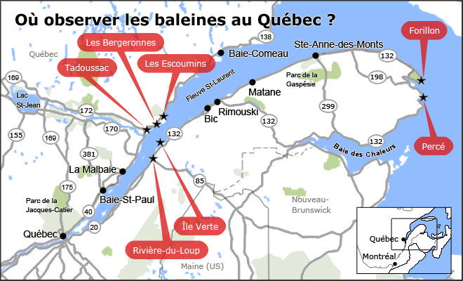 Où observer les baleines au Québec ?