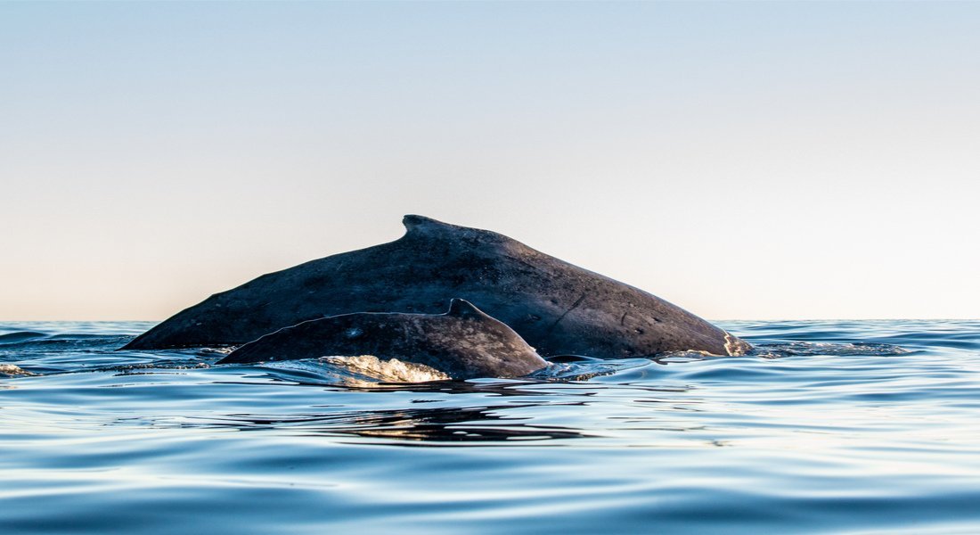 Où voir les baleines dans le Bas Saint-Laurent ? baleines fleuve saint Laurent