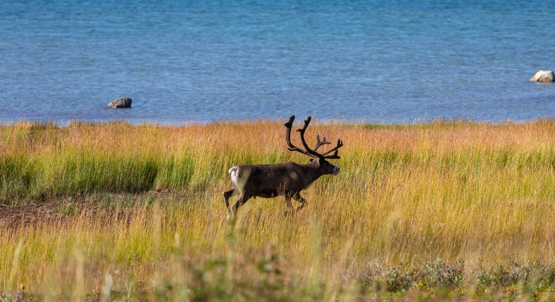 Caribou sauvage Québec