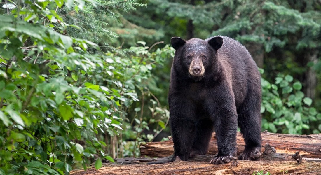Ours noir dans la forêt