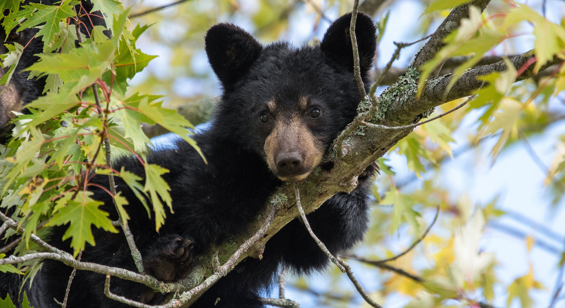 Little black bear cub on its tree