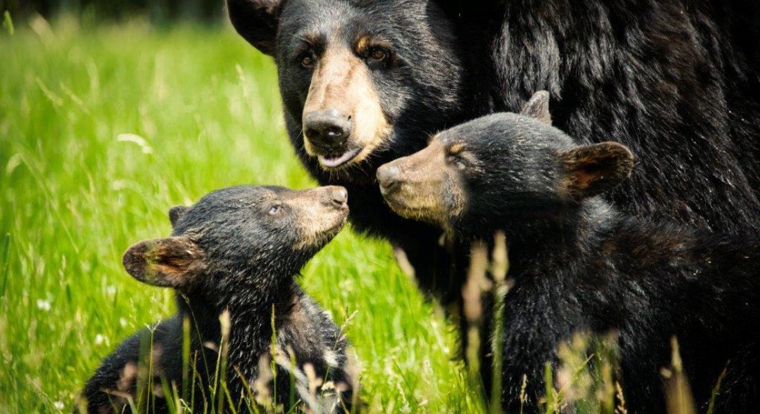 Ours au zoo sauvage de St-Félicien 