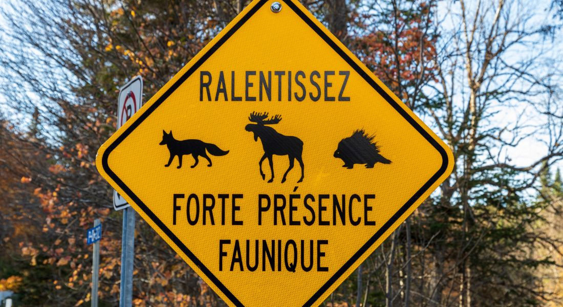 Panneau de signalisation au Parc national Jacques-Cartier Panneau de signalisation au Parc national Jacques-Cartier annonçant une forte présence faunique