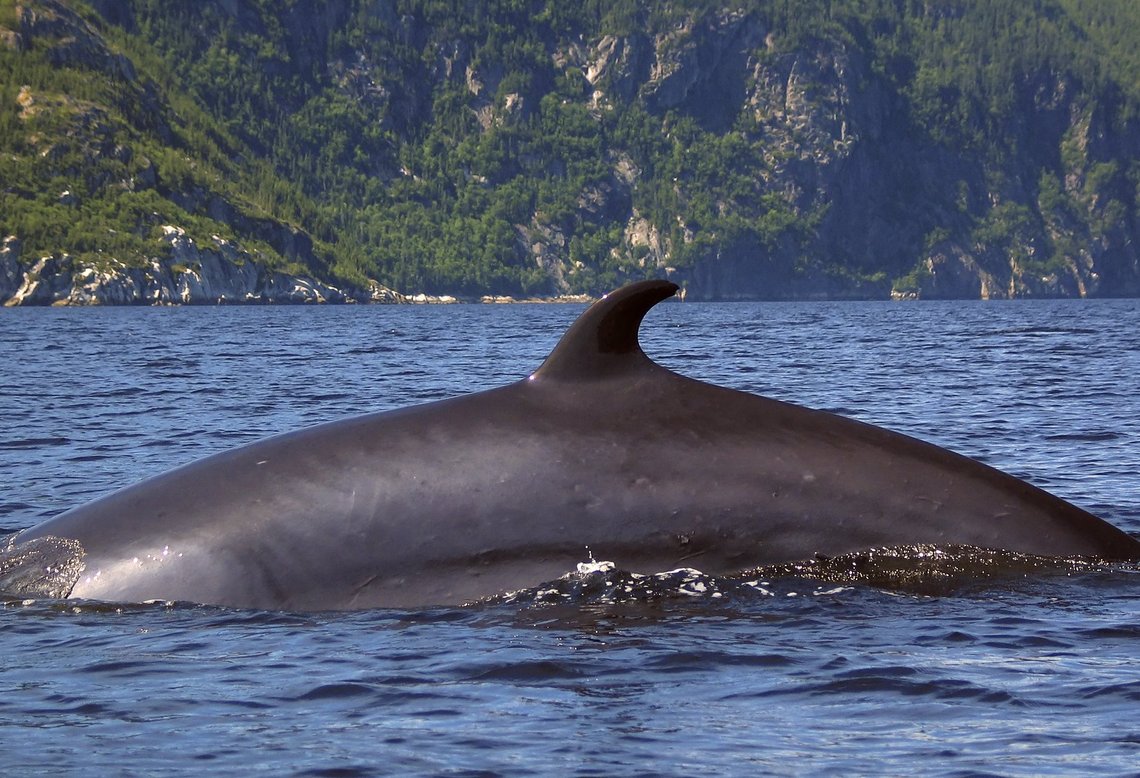 saison des baleines Tadoussac