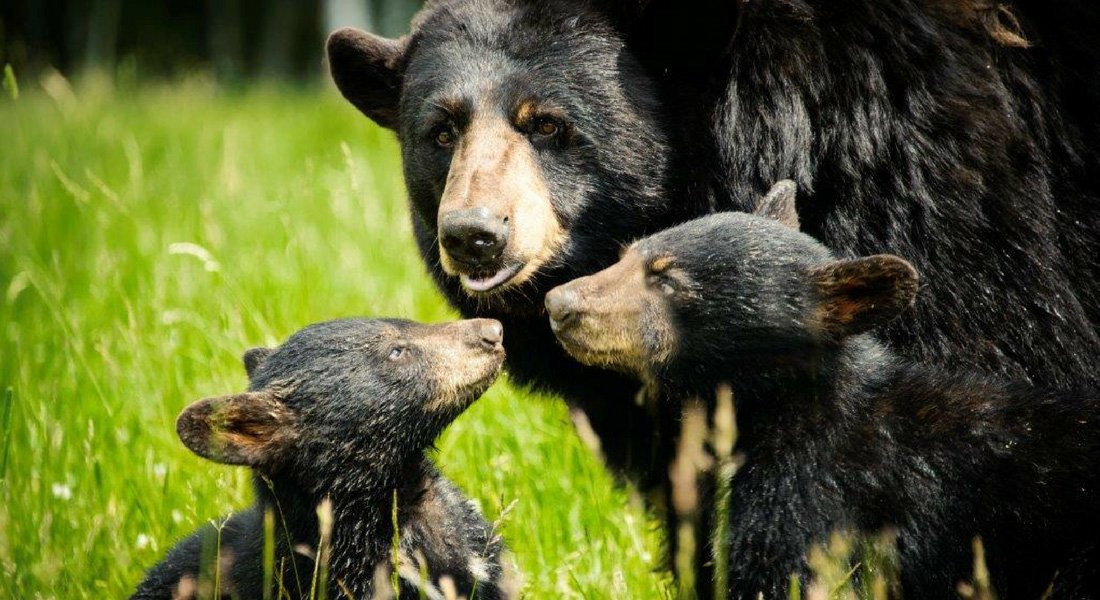 quoi faire rencontre ours noir