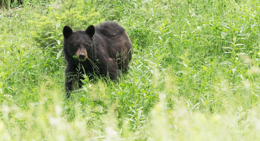 what to do bear encounter