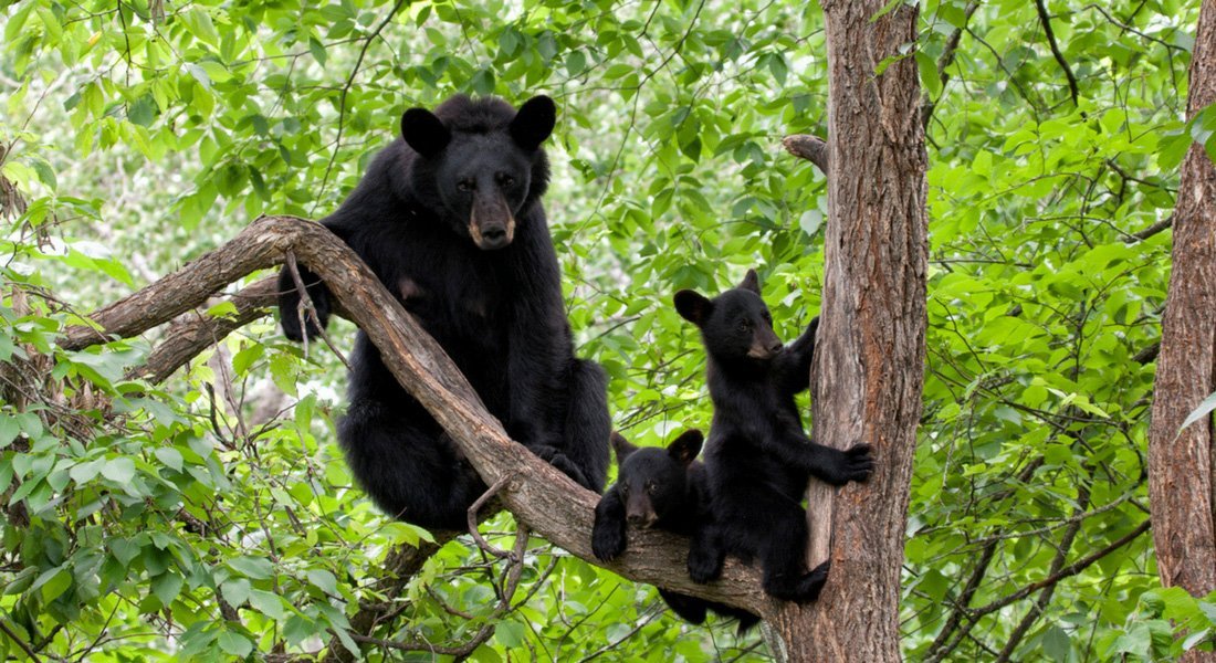 maman ours et ses petits en haut d'un arbre