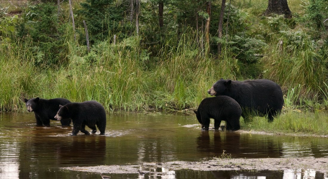 rencontre ours noir canada
