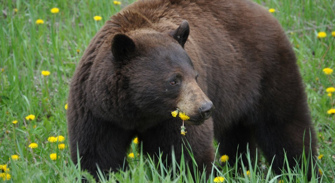 rencontre ours quoi faire
