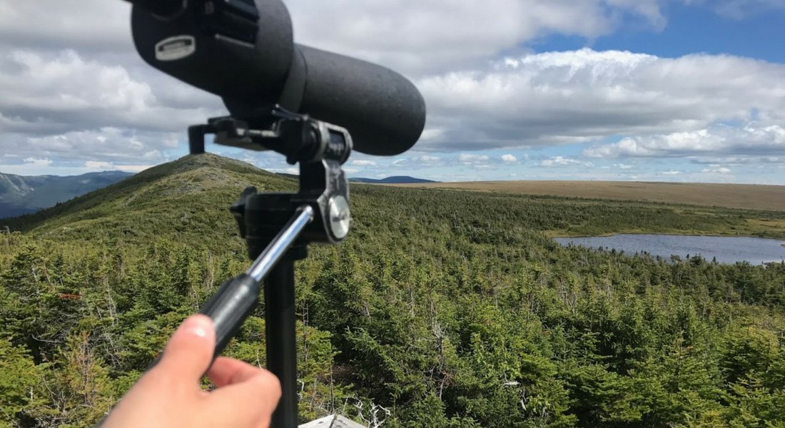 observation des caribou en Gaspésie 