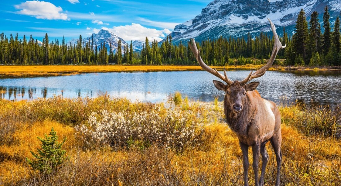 ville de jasper Alberta