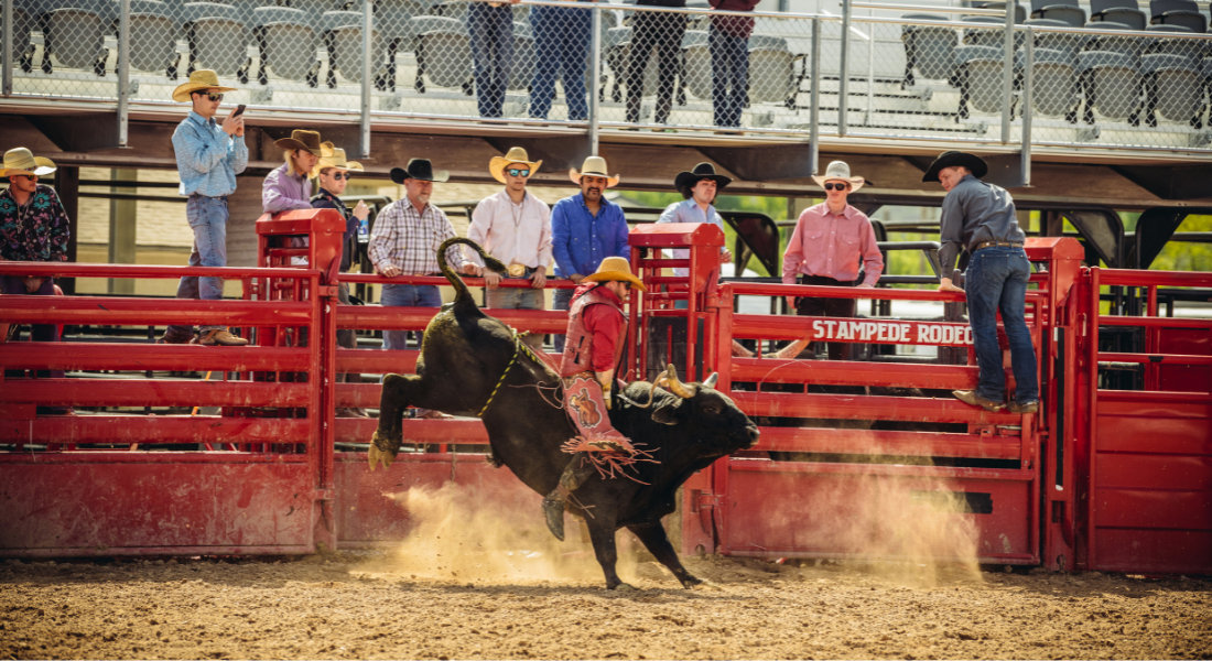 Rodeo de Calgary Stampede