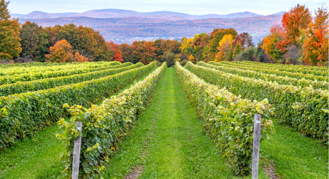 Wines Eastern Townships Vineyards in the Eastern Townships in Quebec
