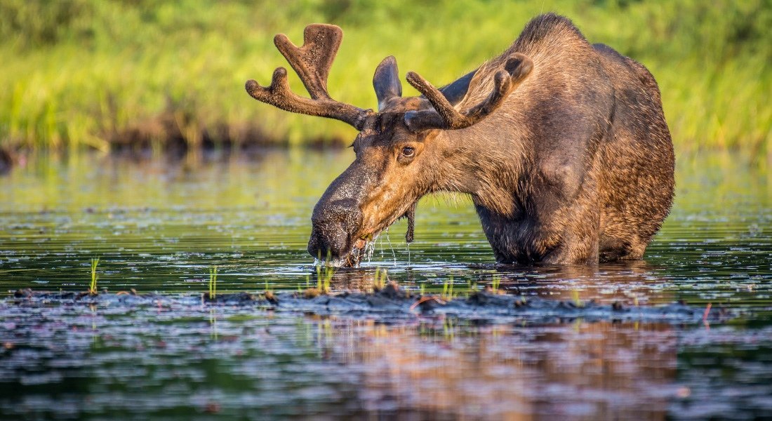 Observation d'un orignal en pleine nature 
