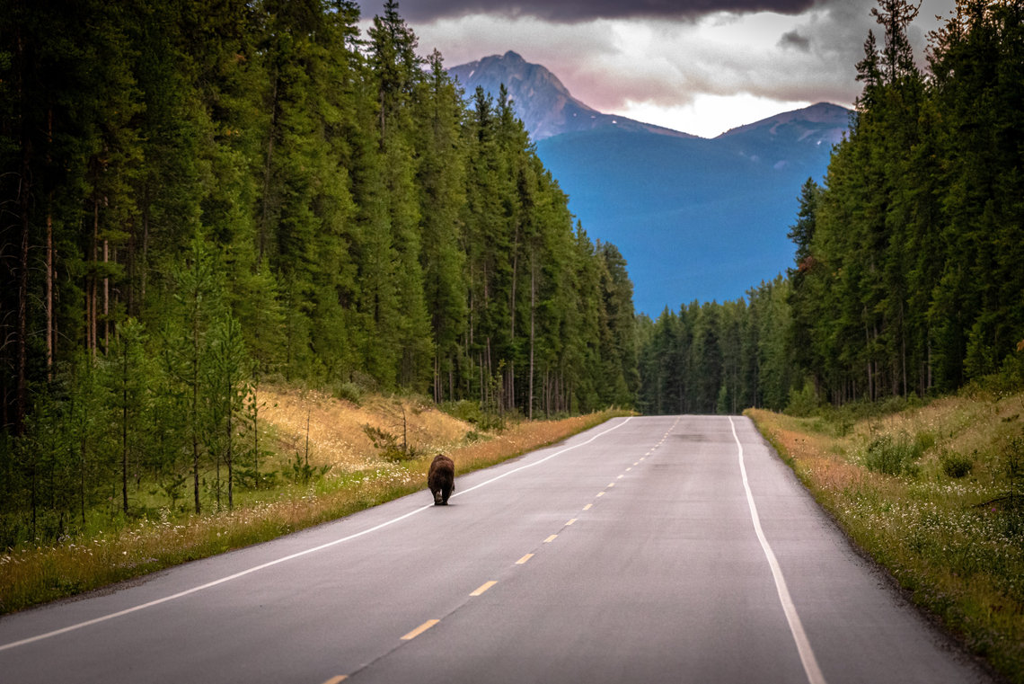 Bear walking on the Bow Valley Parkway in the heart of the forests