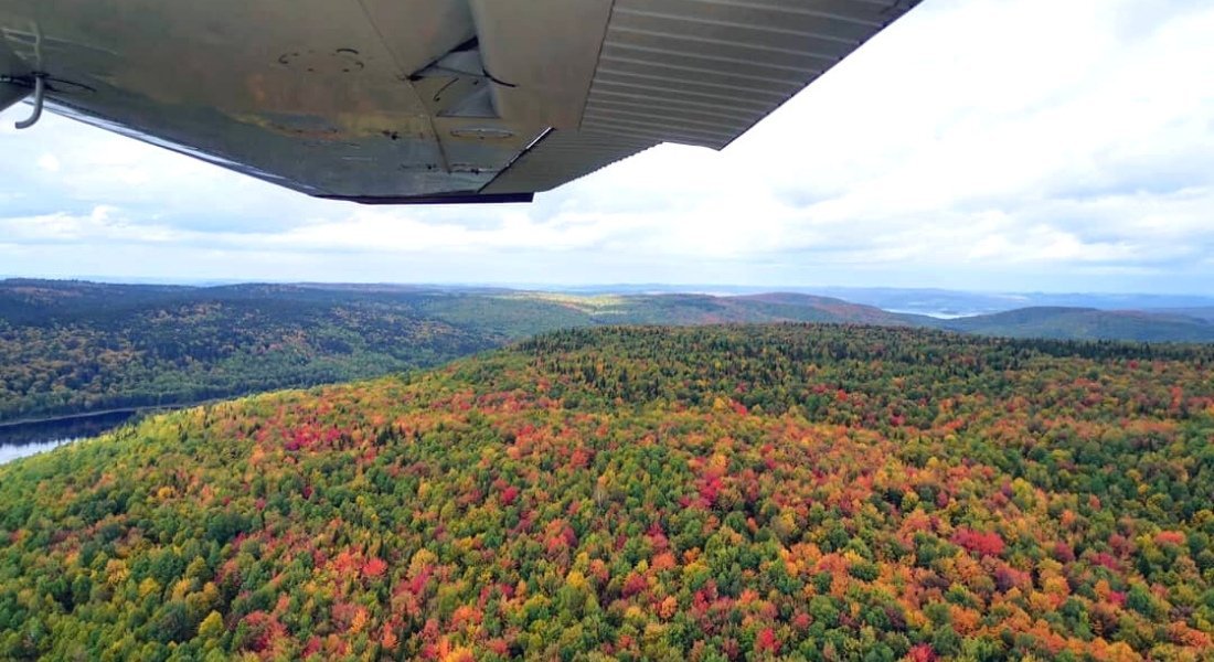 Vue depuis l'hydravion sur la forêt à l'automne 