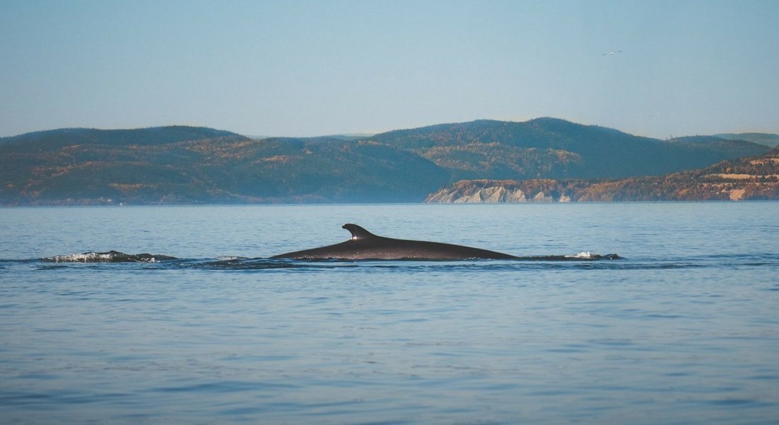 tadoussac whale watching tours whale watching safari during fall