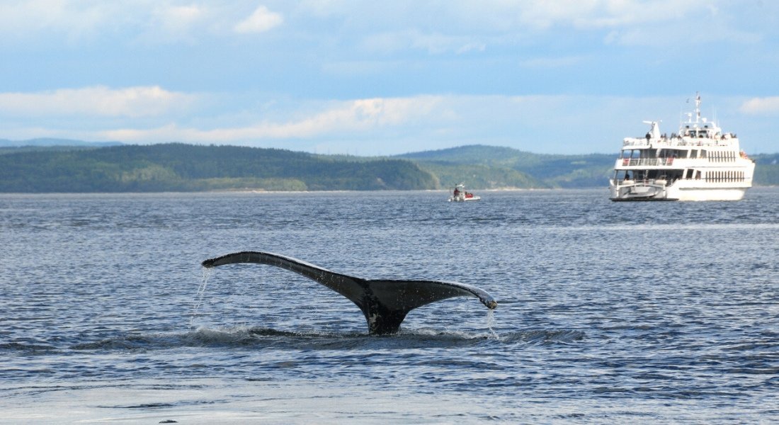 Queue de rorqual dans le Fleuve Saint-Laurent et bateau de croisière