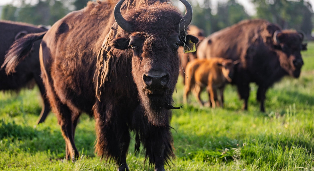Troupeau de Bisons