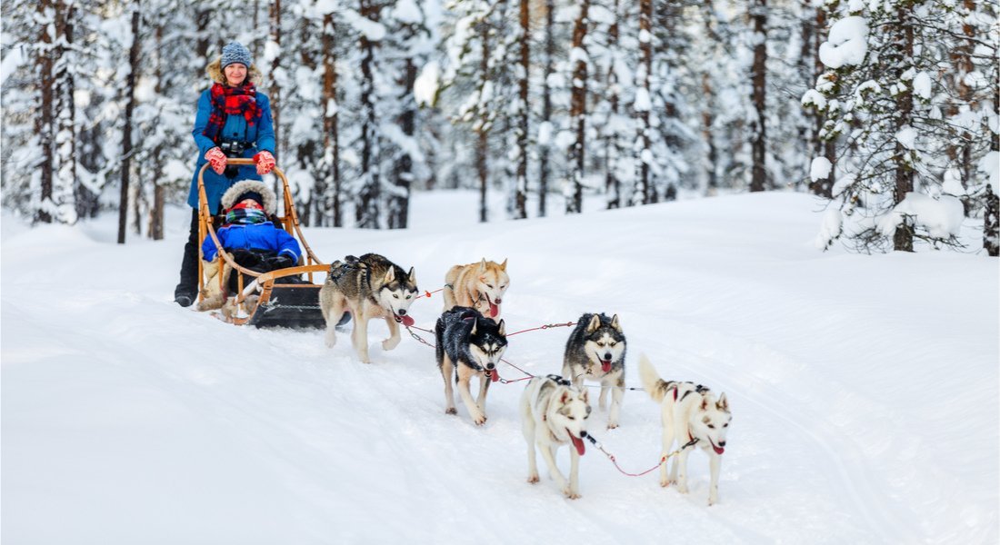 dog sledding with the family