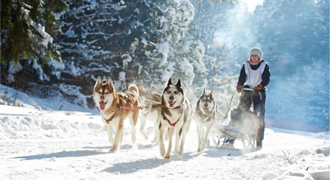 chiens de traineau au Québec